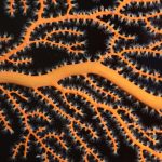 Lee más sobre el artículo Convocatoria fotografías «PlaPF nº. 1 | Fotografía y ciencia»