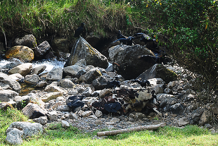 Fluir como el agua 72 dpi